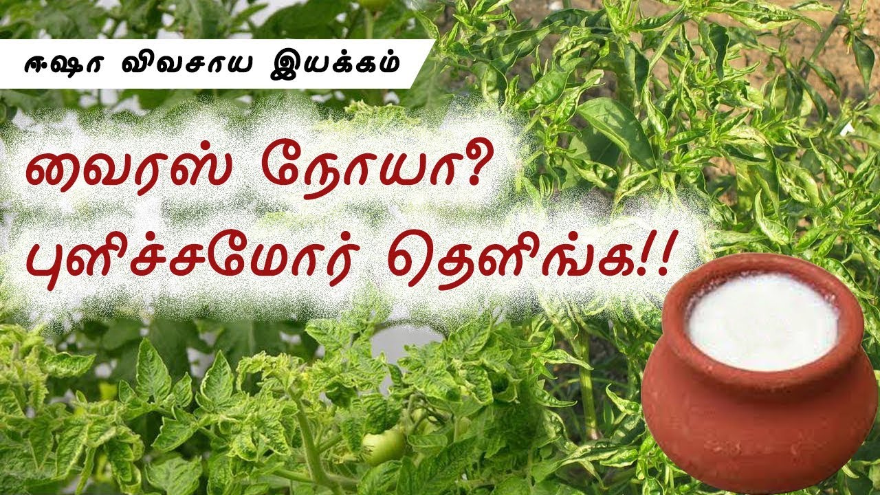 புளித்த மோர் கரைசல்_Sour Buttermilk Spray