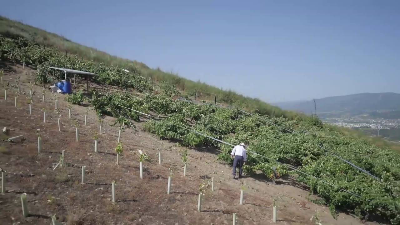 Bodegas Avancia | Godello & Mencia from Valdeorras