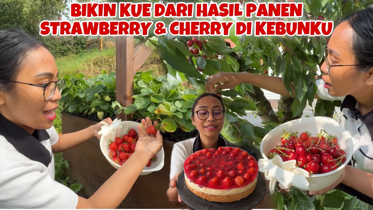 PETIK STRAWBERRY DAN CHERRY DI KEBUN UNTUK BIKIN KUE