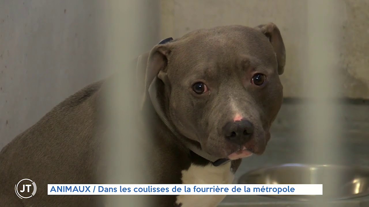 [Fourrière animale] Dans les coulisses de la fourrière de la métropole