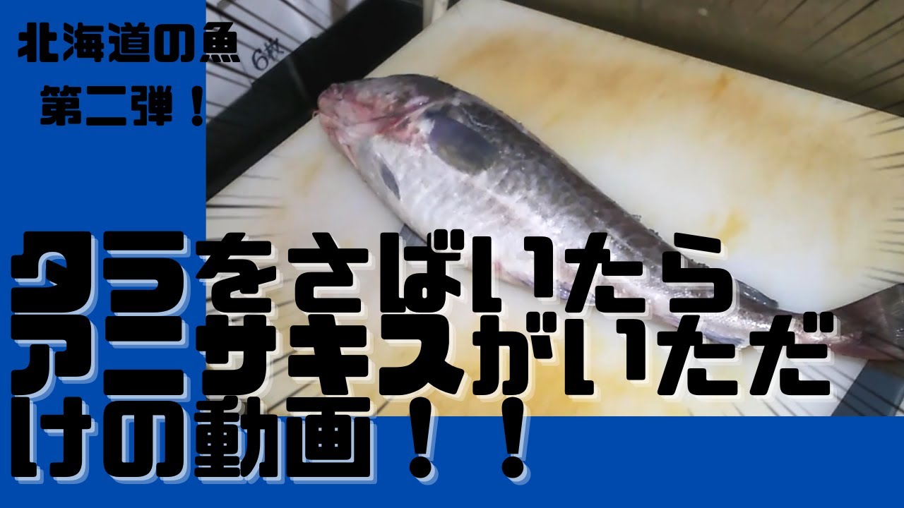 【北海道の魚屋】鱈（タラ）の捌き方を詳しく見せます。解説あり。