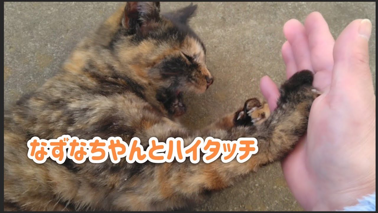 なずなちゃん😺の声