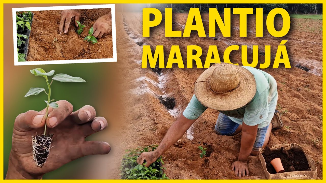 Tudo sobre plantio de maracujá
