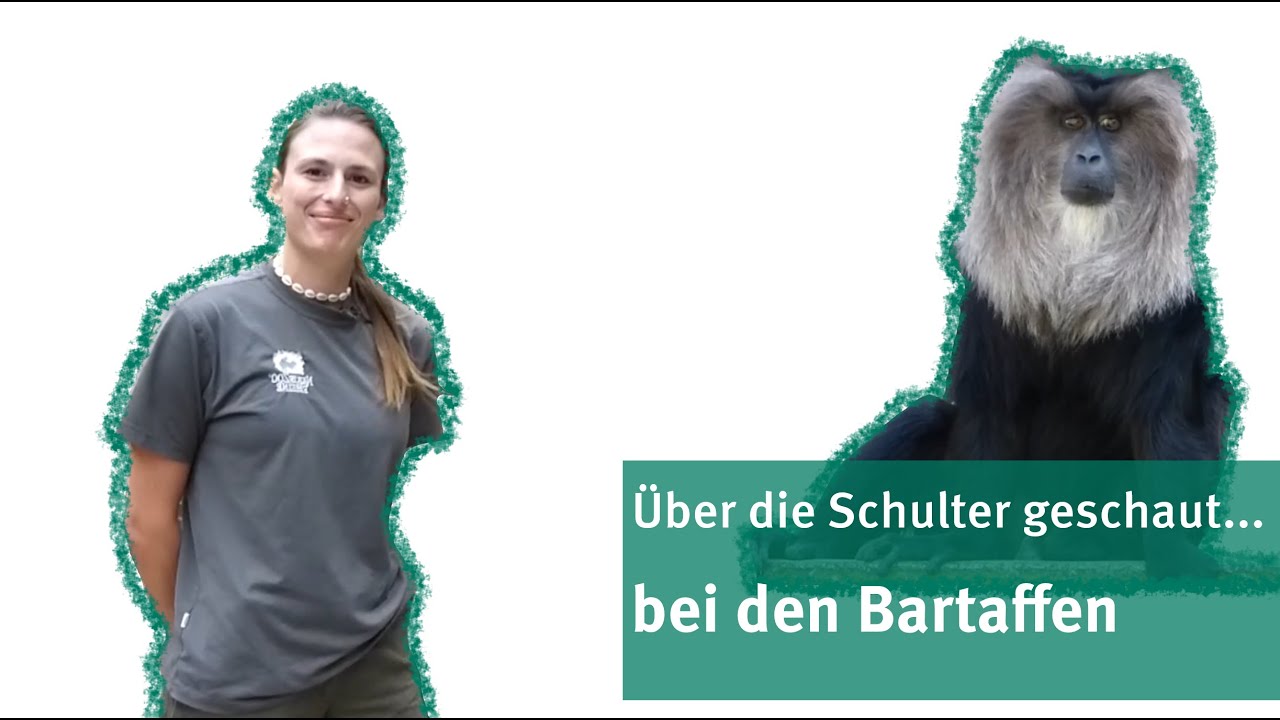 Über die Schulter geschaut - bei den Bartaffen | NaturZoo Rheine