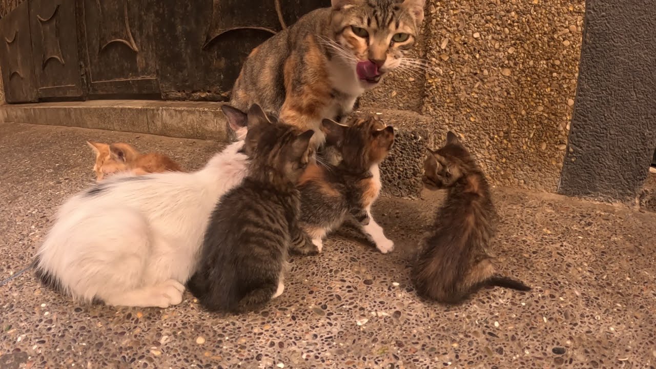 I was amazed by how mother cat loves kittens