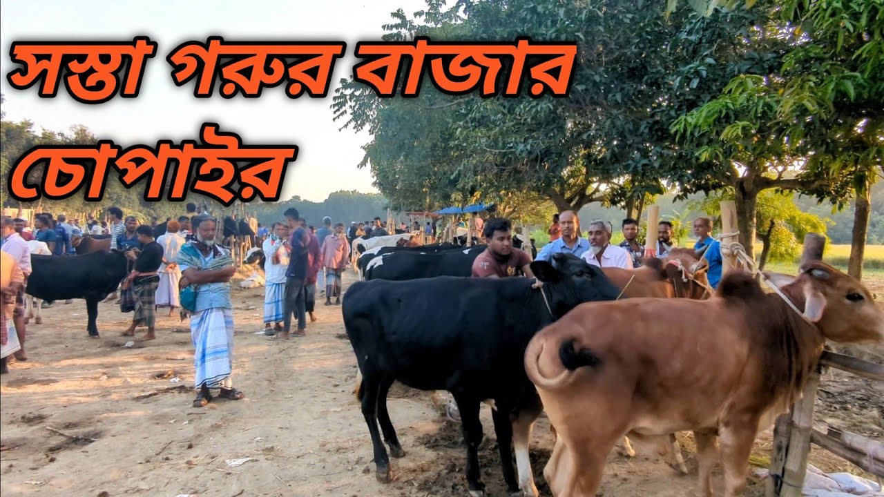 Why is the cow market less in the market of Chupai || চুপাইয়ের হাটে গরুর বাজার কম কেন?