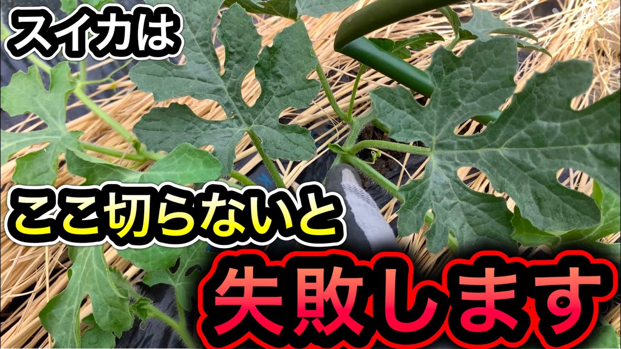 スイカ子づる4本仕立てと重要な孫づる摘芯を図解で解説！これで甘く大きく育ちます。整枝方法。大玉、小玉スイカの育て方、栽培。親づる摘芯、人工授粉、摘果