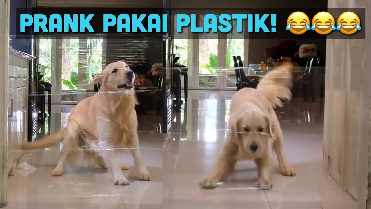 TERLUCUUU!! PRANK THE GOLDENS PAKE PLASTIK!