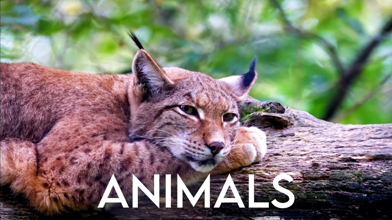 Animals | Relaxing Sounds- peaceful Cute Animals - 2 Hours long - 2k - Nature Relaxation Sounds