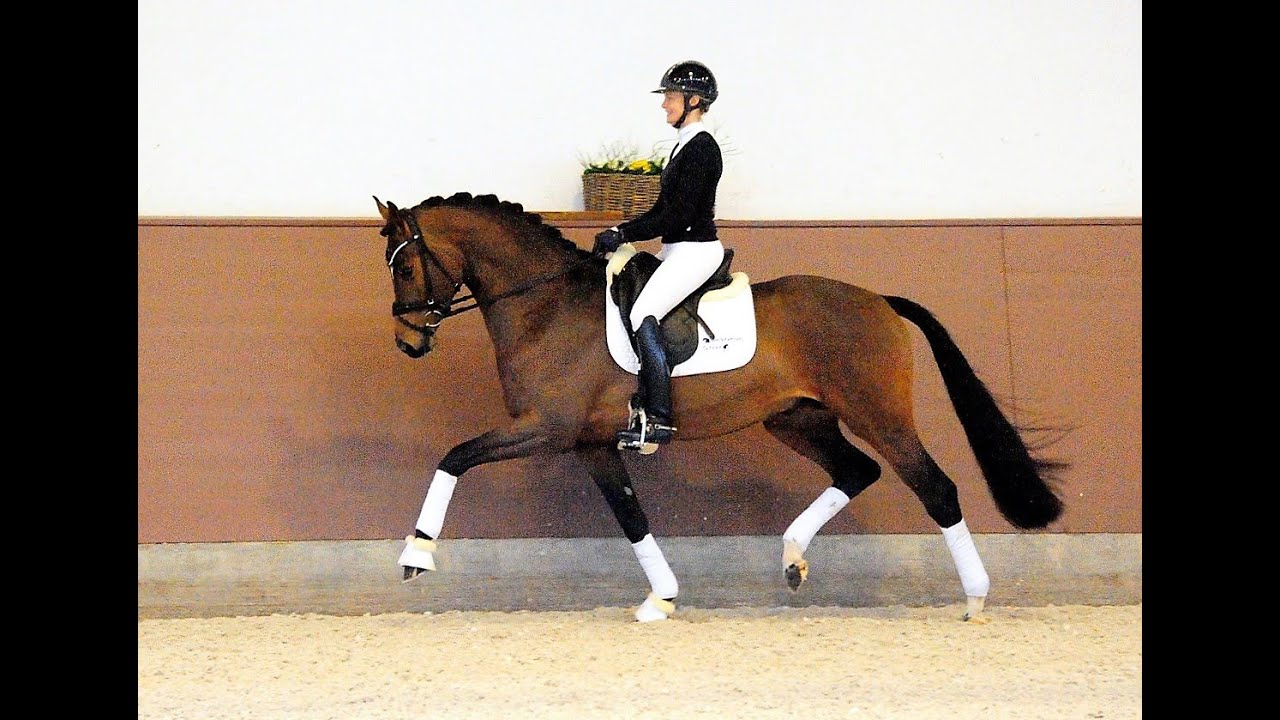 Trakehner Hengst Schäplitzer