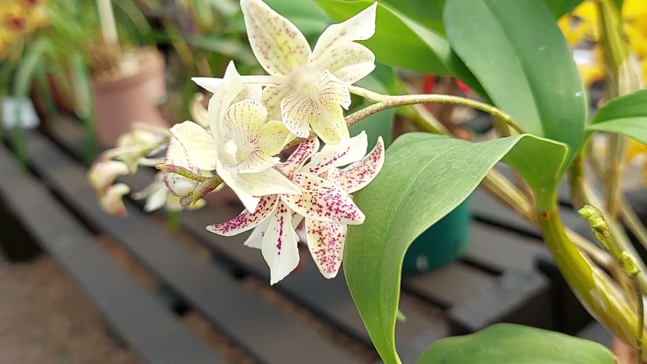 Look at these interesting 🤔 orchids, hosted by the Highway Orchid Club at Blackwoods Nursery