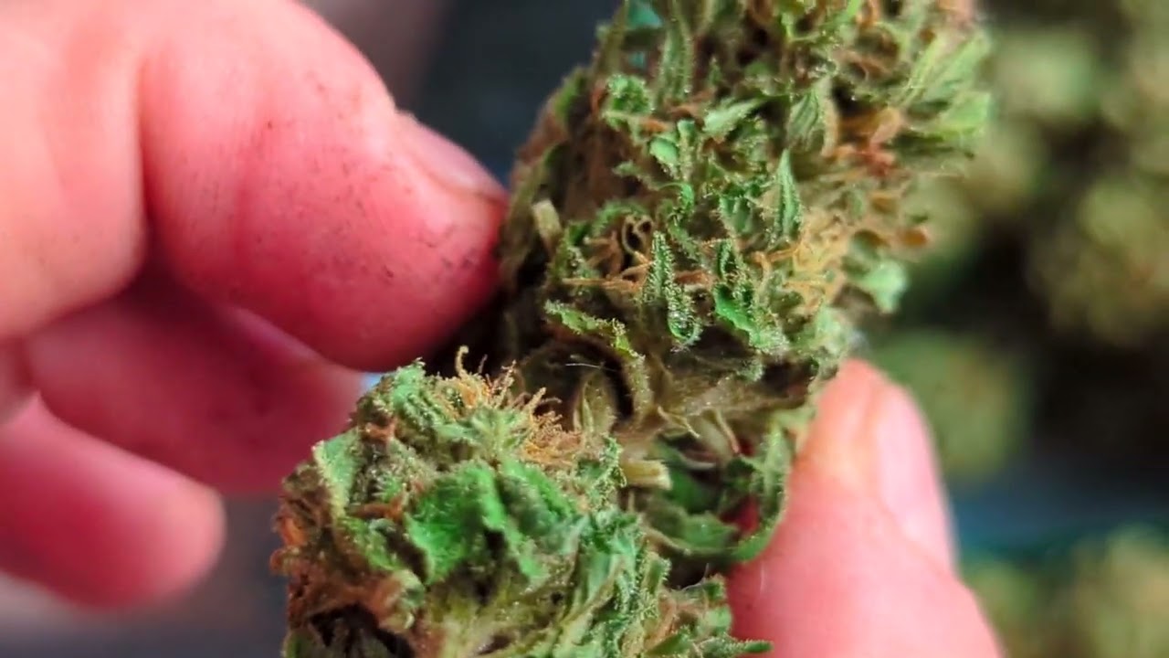 Guerilla Grow UK Harvest 11 🌹+ First Harvest Weight 🏆