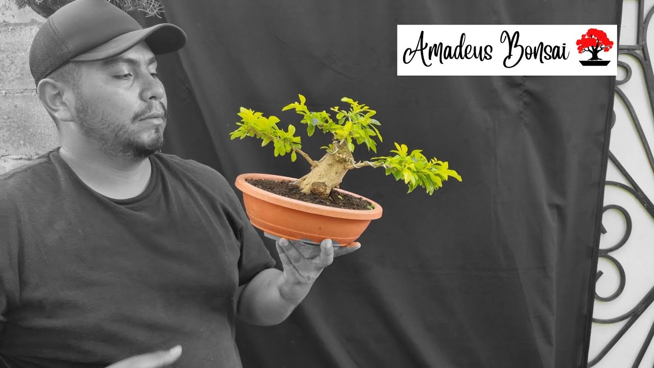 Duranta Bonsai - 2da intervención