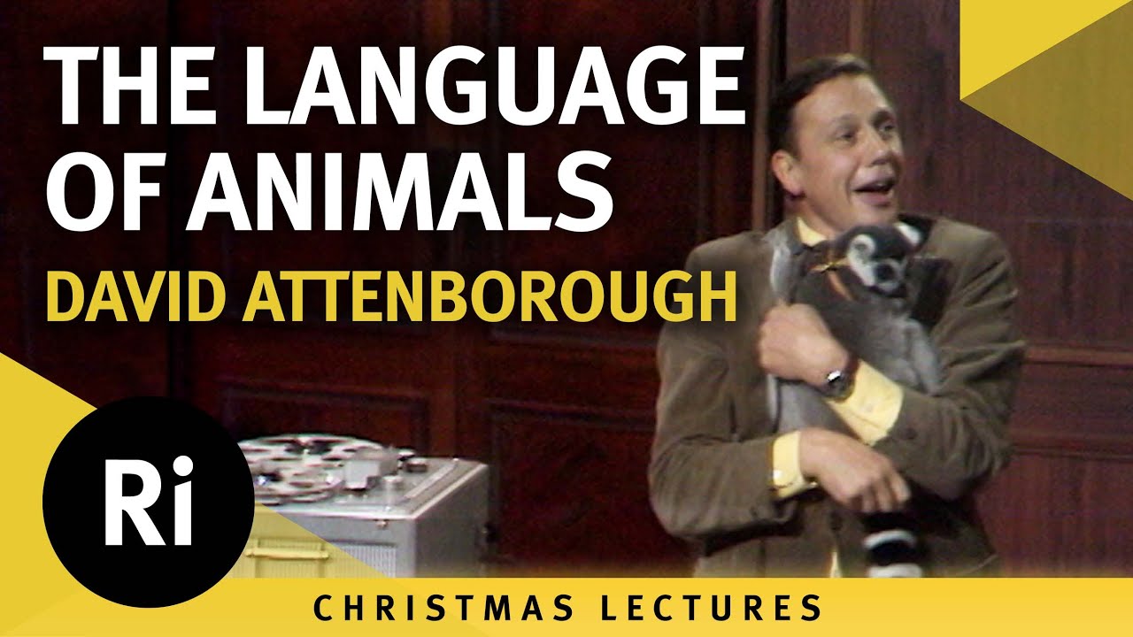 The languages of animals: Beware! - David Attenborough's 1973 Christmas Lectures 1/5