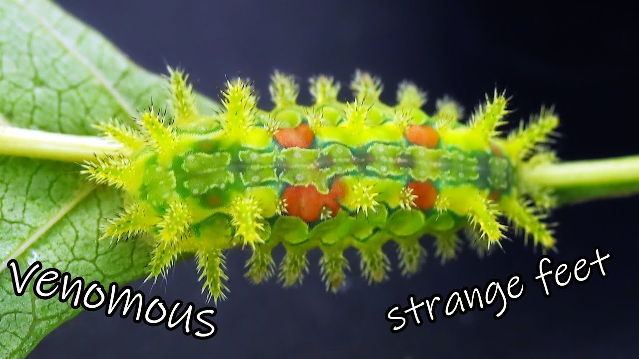 Funky Little Caterpillar
