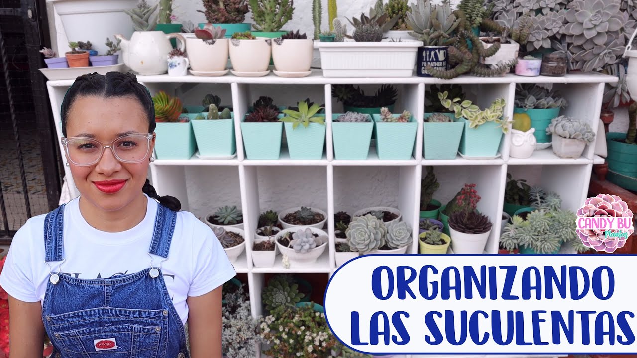 Limpiando y organizando las SUCULENTAS + Mini TOUR│Candy Bu