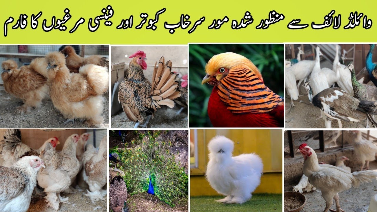 Peacock Pheasant Fancy Hens & Pigeons Setup in Karachi ||B4BIRDS