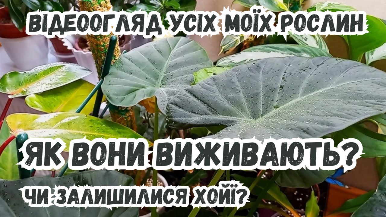 💙💛Відеоогляд усіх моїх рослин! Як вони виживають  і чи залишилися хойї?