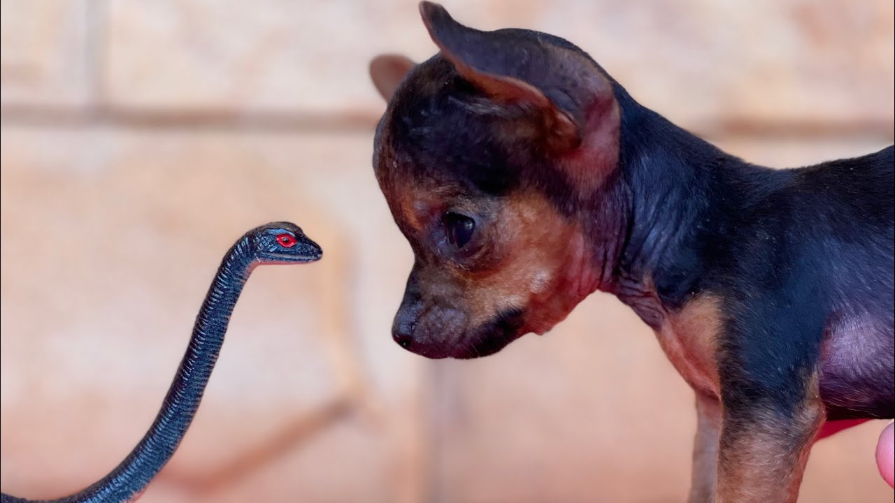PILILIU ACHOU UMA AMIGA | PINSCHER FILHOTES