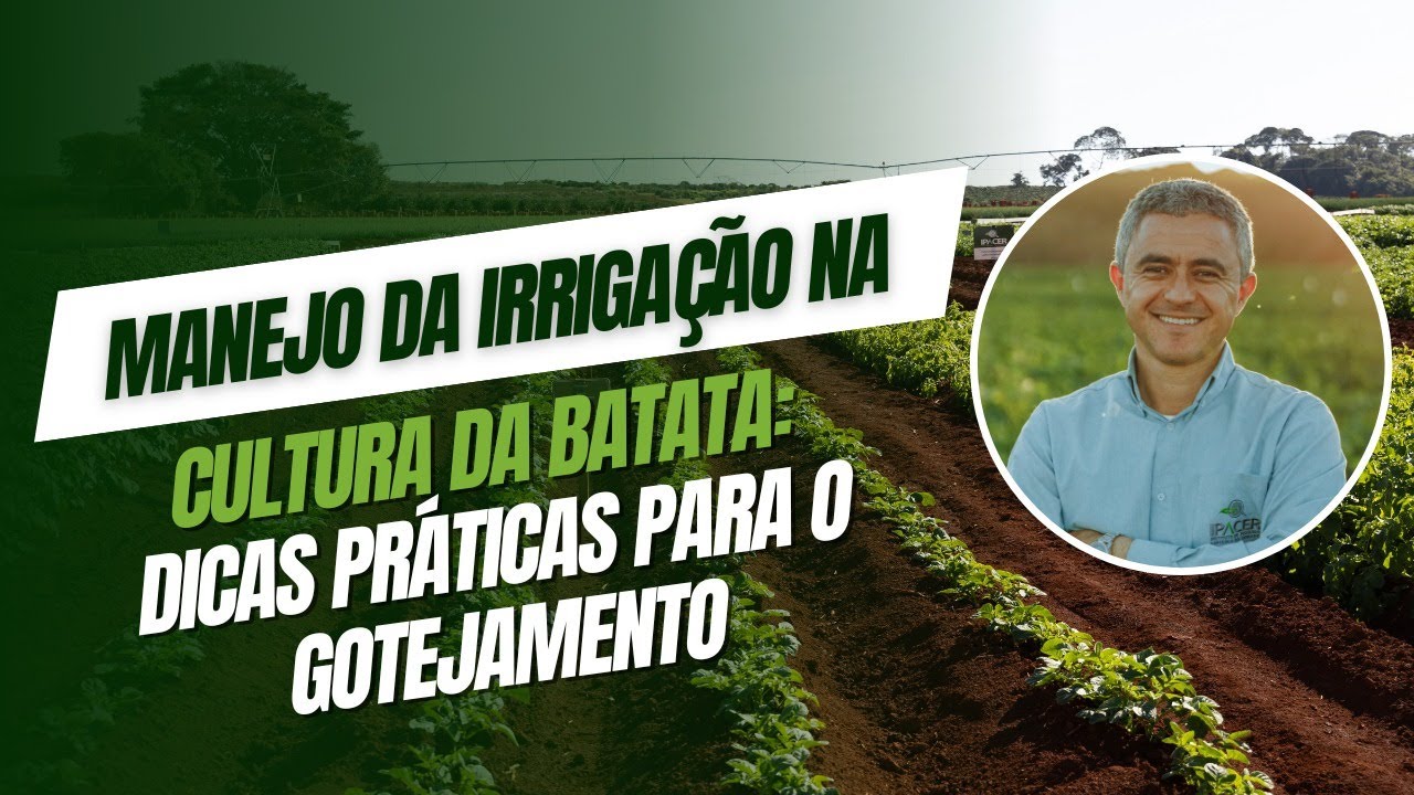Manejo da Irrigação na cultura da batata: Dicas práticas para o gotejamento
