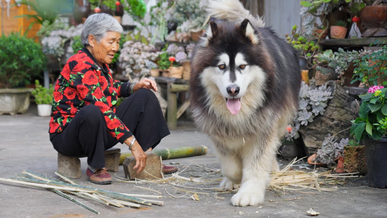 勇敢的大王翻山越岭，为了给脚不舒服的奶奶买膏药 The brave Dawang buys the plaster for the grandma's uncomfortable feet