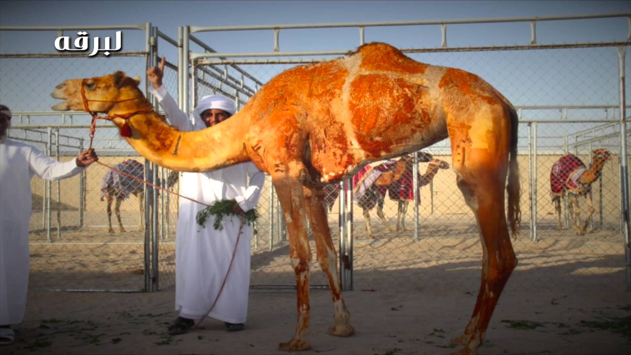 الجزيرة  أداء شبل الدواسر كلمات صهيب بن صالح الدوسري 2016