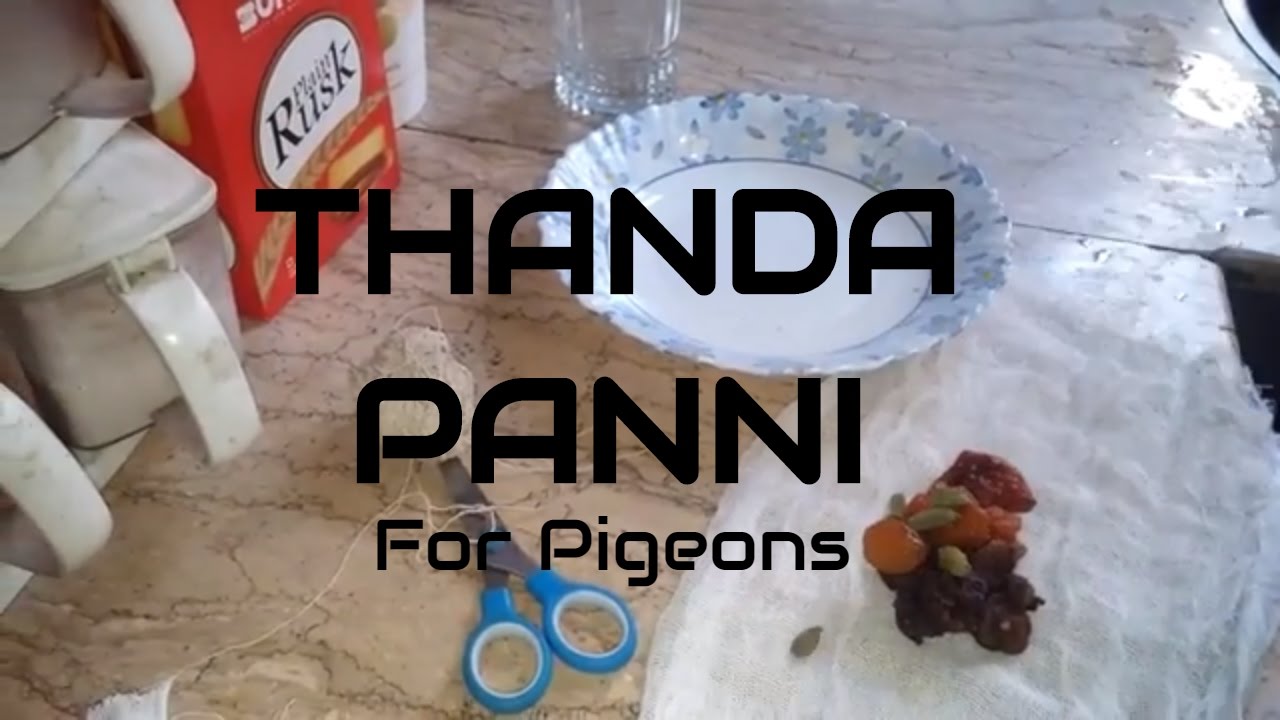 How to Protect Pigeons from Heat - Thanda panni for summer - save your pigeon with this cold drink
