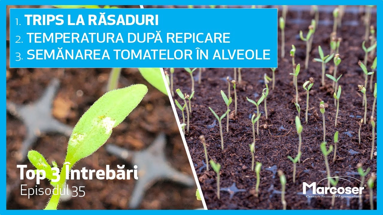Trips la Răsaduri | Temperatura după Repicare | Semănarea Tomatelor în Alveole  - Top 3 - Ep.35