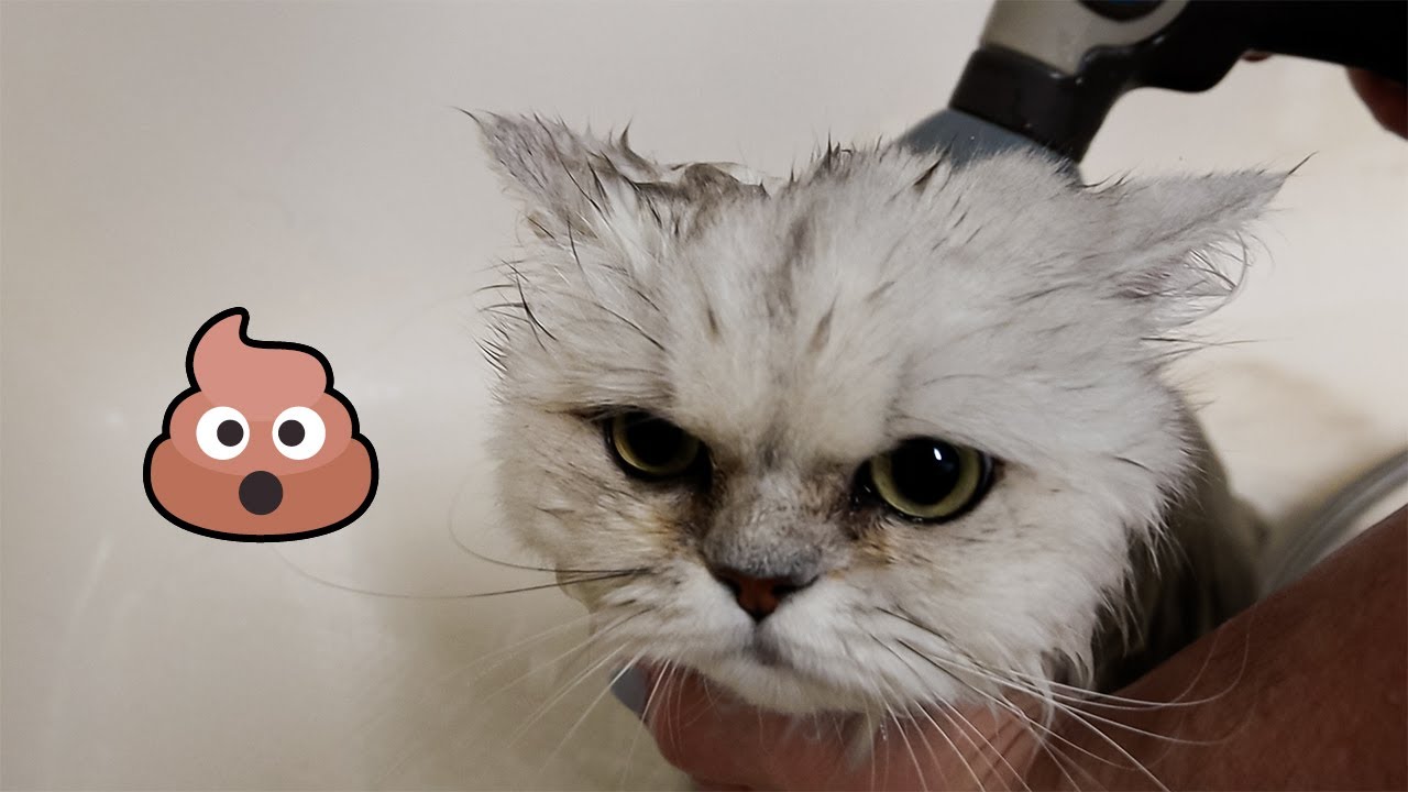 Cute Himalayan Cat Pooped On My Table Twice! - Cat Grooming - Full Groom