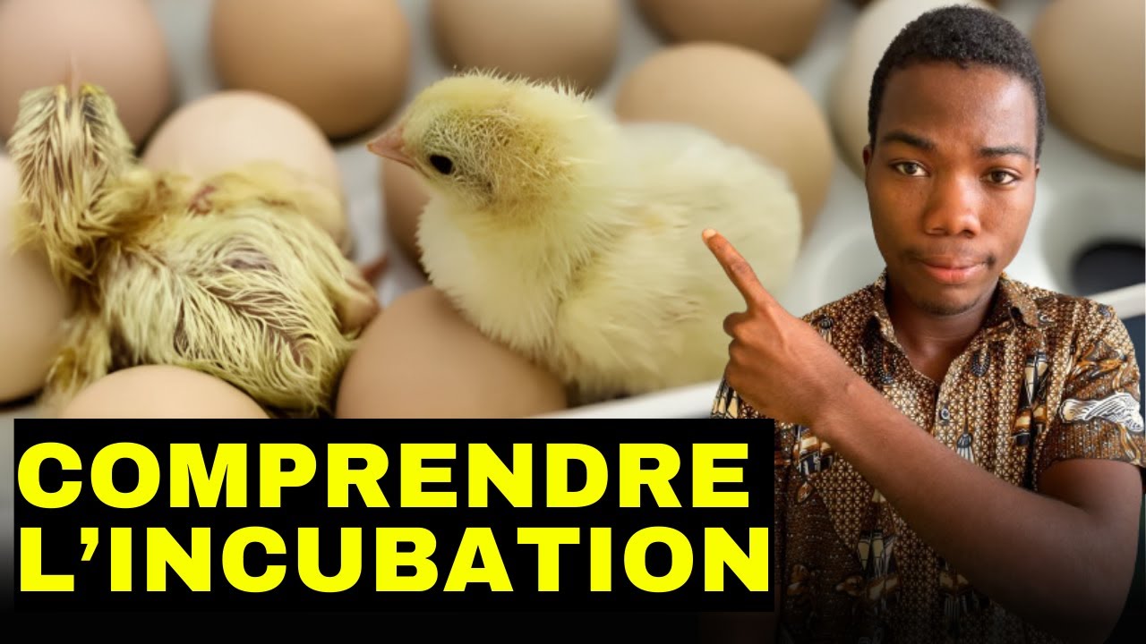 Comment incuber des œufs pour gagner gros !