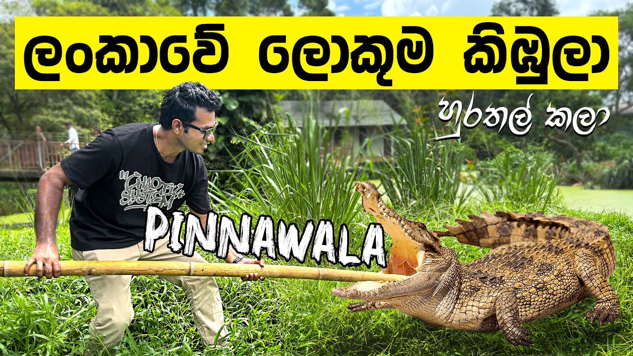 🐊 We Met the BIGGEST Crocodile in Sri Lanka! | Pinnawala Open Zoo 🐊 | TRIP PISSO