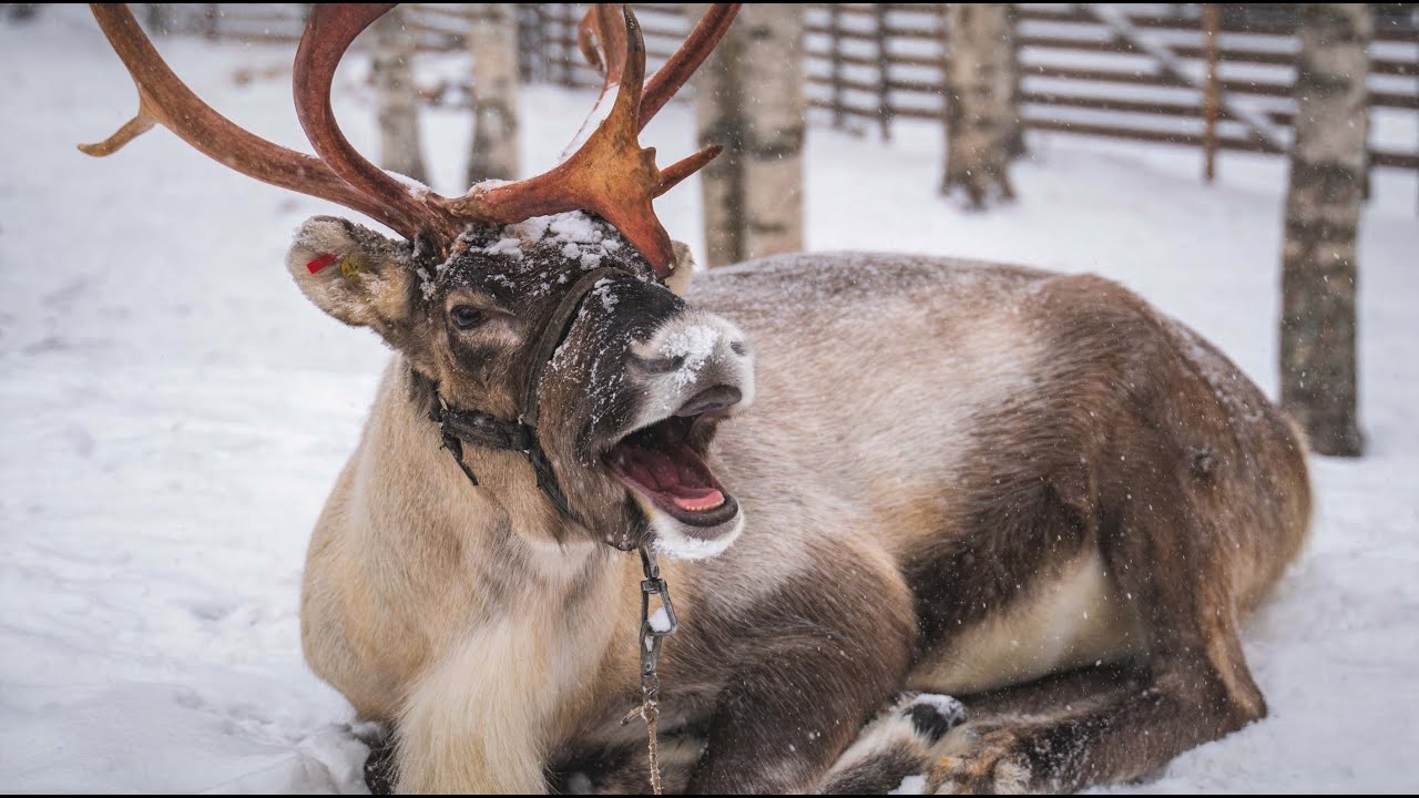 Самый классный и забавный олень Санты 😍🦌 Лапландия, Финляндия – Father Christmas