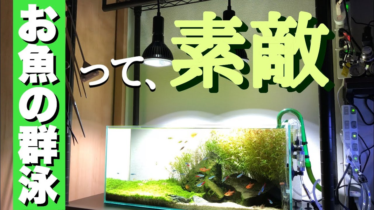 【アクアリウム初心者】熱帯魚の群泳が素敵♫