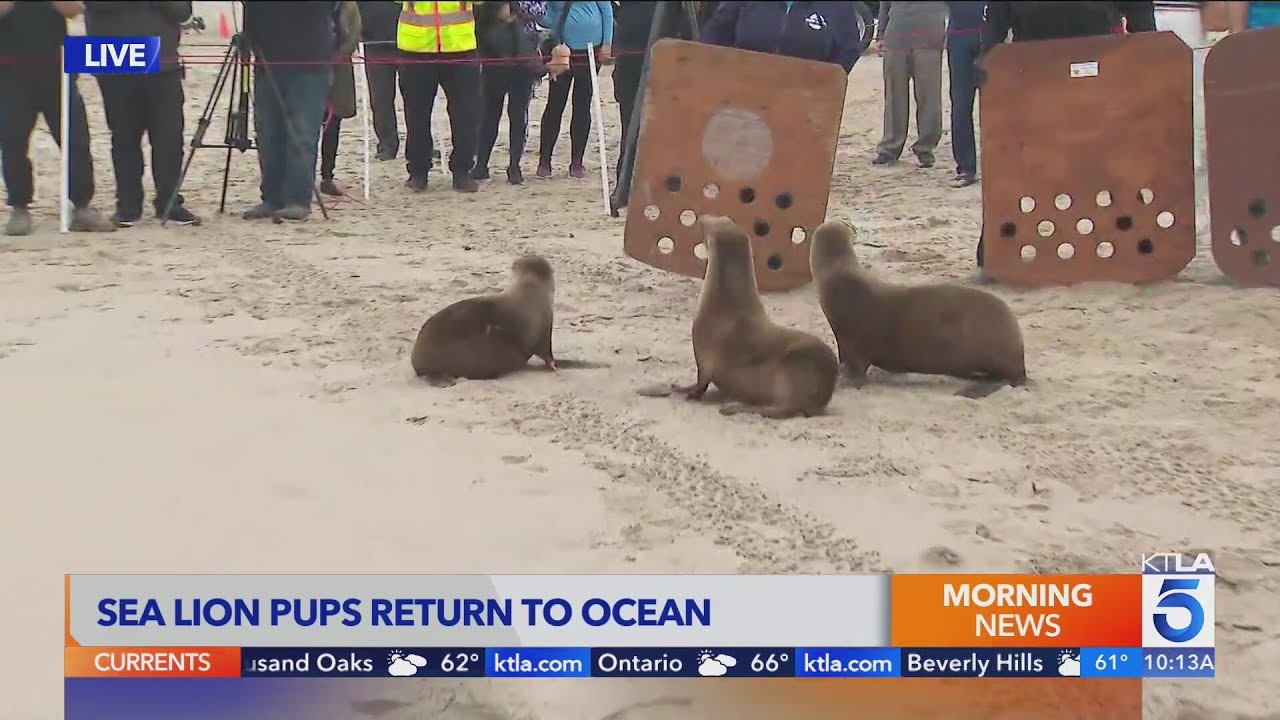 Sea lion pups return to wild in Venice Beach