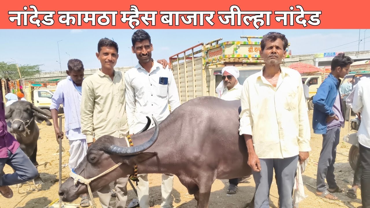 दि.1 मार्च 2026 !! नांदेड कामठा म्हैस बाजार जील्हा नांदेड 