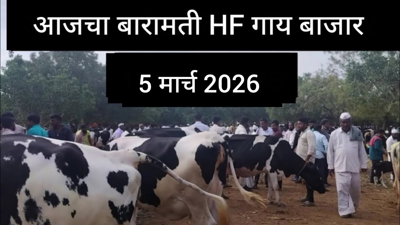 10 मिनिटांत पहा आजचा बारामती गाय बाजार गाईंच्या चालू किंमती ||