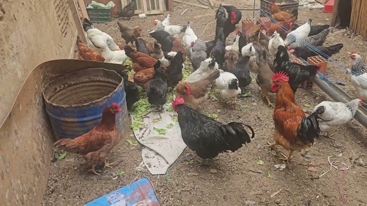 Flales ayam simani lilbay3 marhba 