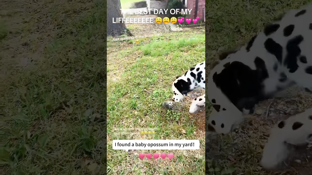 Poor baby opossum #animals #wildliferescue #animalrescue