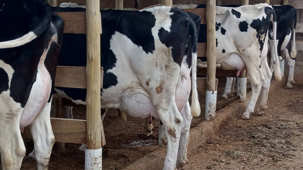 High Yield Cows Management from Calf to Maturity
