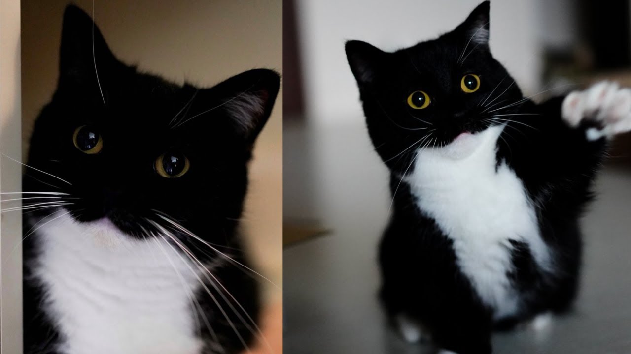 Uni the cat | compilation