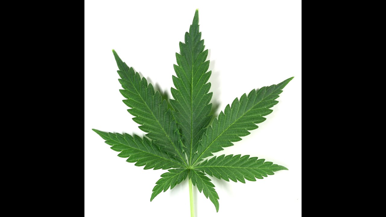 Marijuana Illegal, But US Has Patent for Medical Marijuana