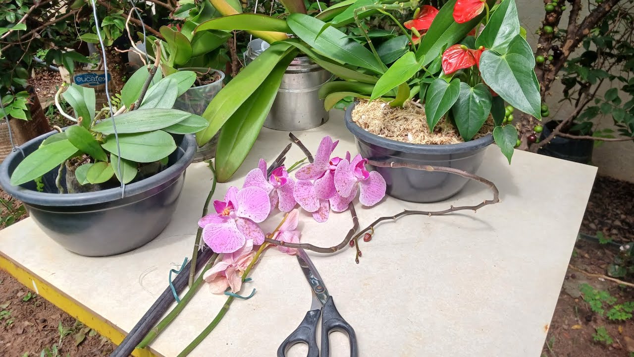 Quando cortar (ou não cortar) a haste da orquídea phalaenopsis 