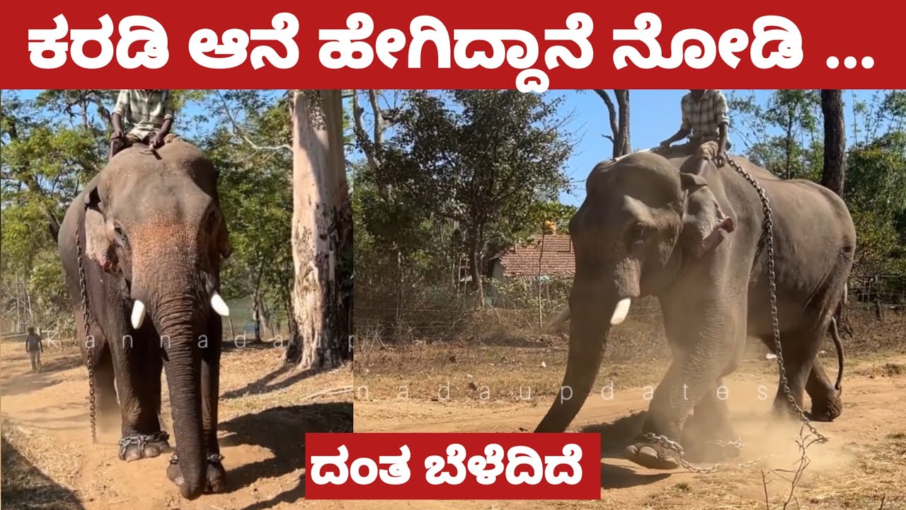 ಕರಡಿ ಆನೆ ಈಗ ಹೇಗಿದ್ದಾನೆ ನೋಡಿ ದಂತ ಬೆಳೆದಿದೆ ಸೂಪರ್ ತೂಕ ಜಾಸ್ತಿ ಆಗಿದ್ದಾನೆ | Karadi Babruvahana elephant