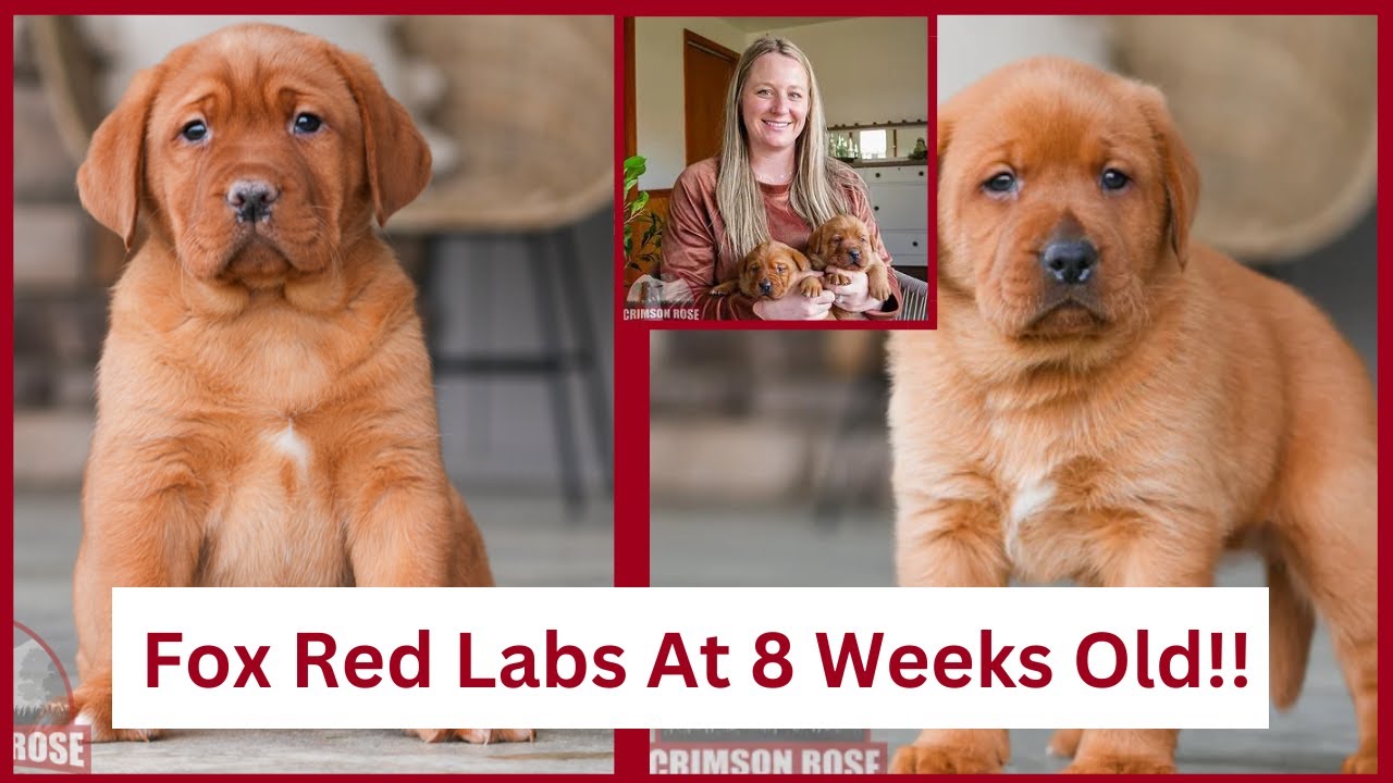 What To Expect from 8 Week Old Fox Red Labrador Retrievers!?