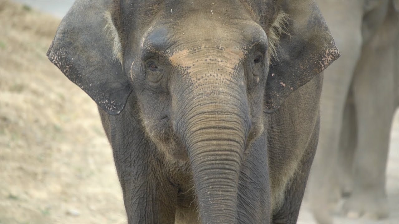Chendra the Borneo elephant