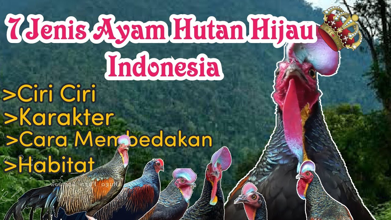 7 JENIS AYAM HUTAN HIJAU DI INDONESIA
