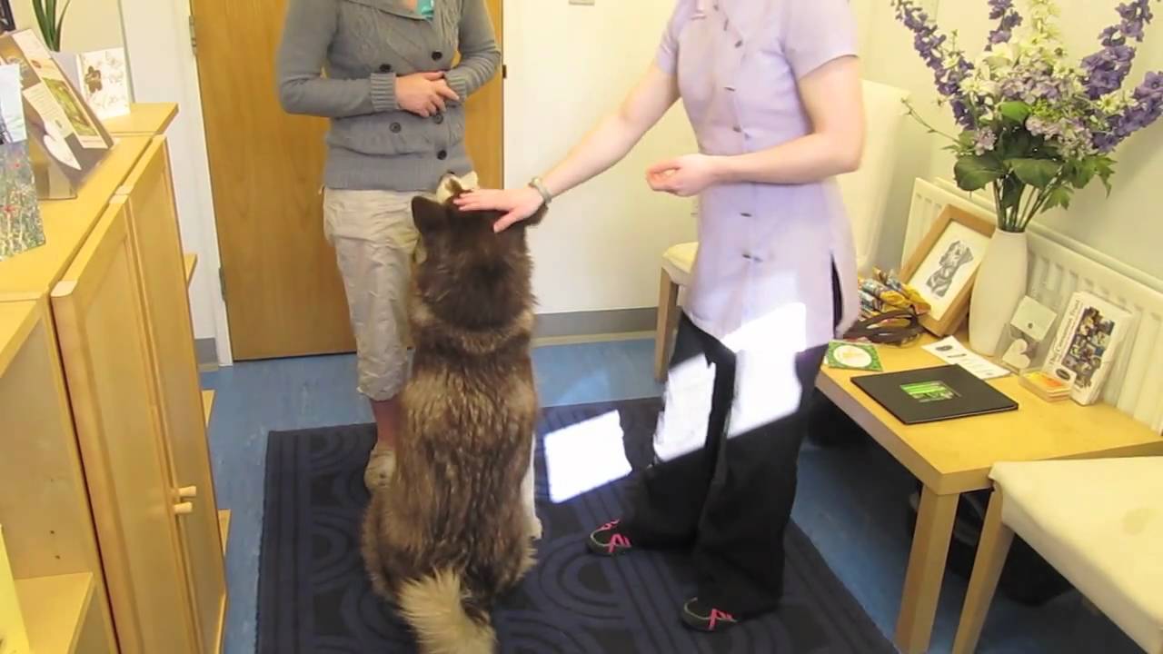 Animal Physiotherapy Ltd