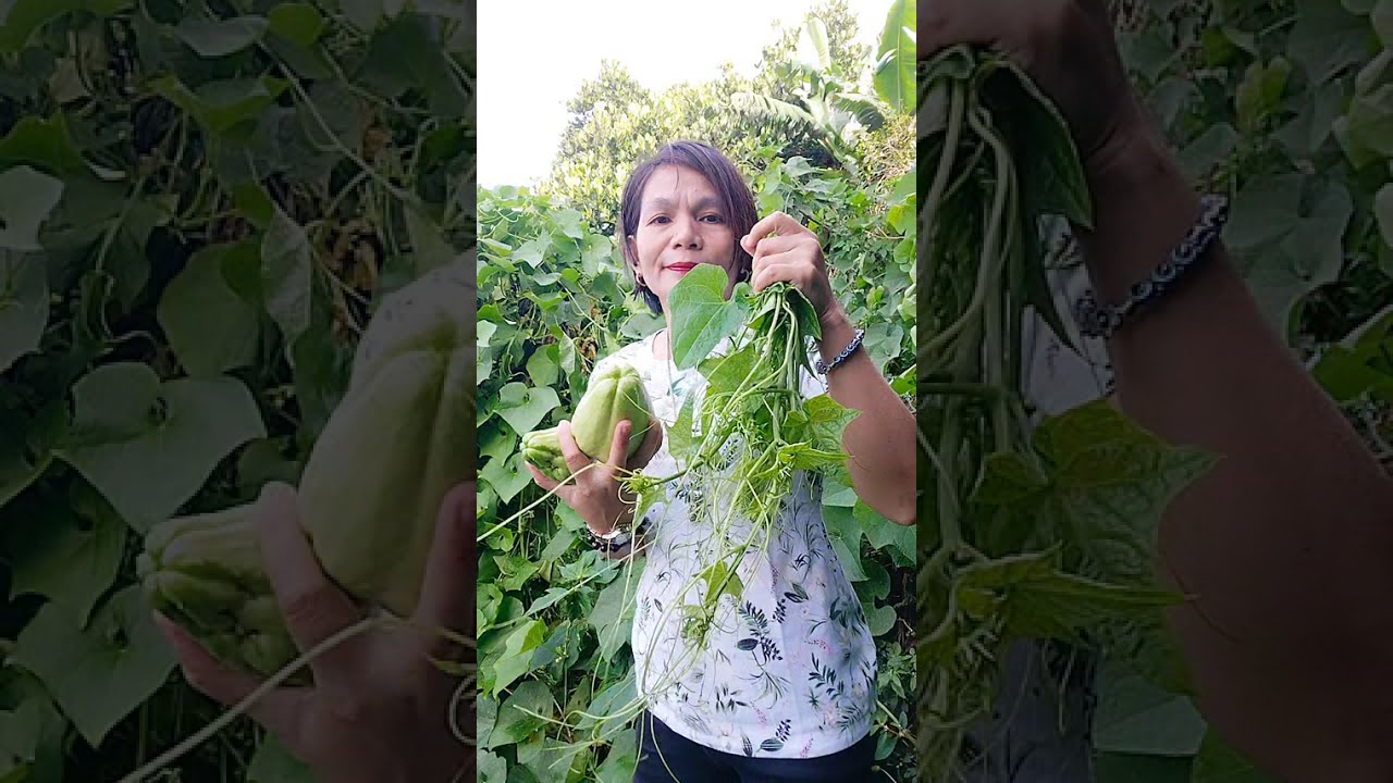 Sayang Ang sayote