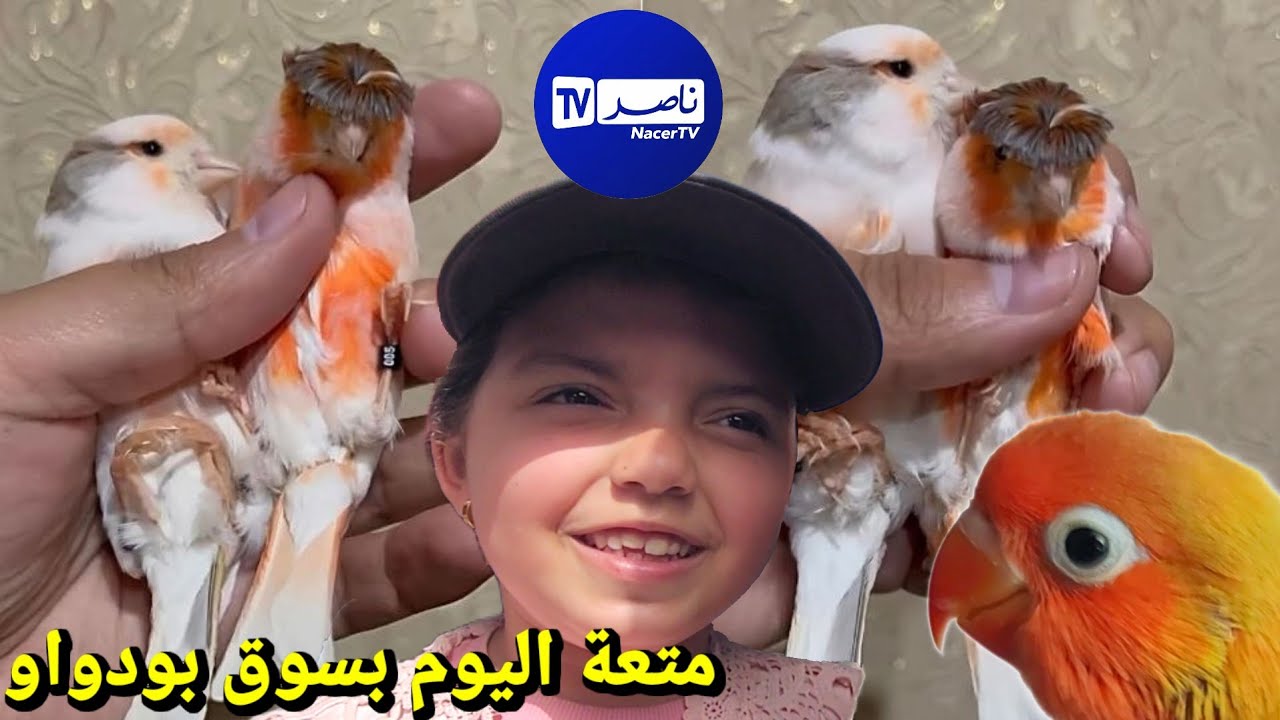أسعار الطيور الزينة اليوم في سوق بودواو 2026 / دخول الكناري من إسبانيا بقوة من كل الأنواع و الألوان 