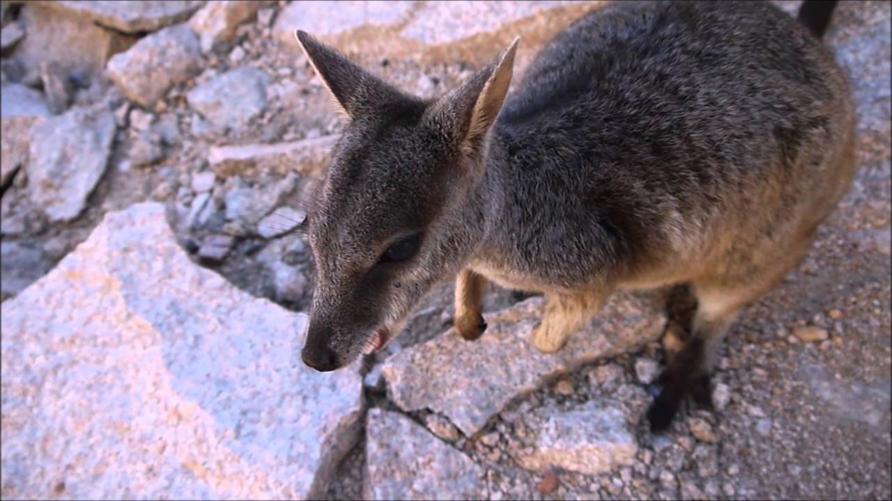Magnetic Island - Rock Wallabies, Wild Koalas!